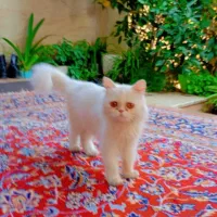 گربه پرشین همراه با دوتا بچه|گربه|گرگان, |دیوار