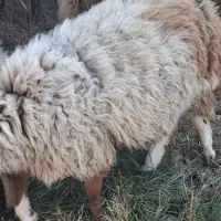 مغانی اصلاح نژاد همو|حیوانات مزرعه|کلات (خراسان), |دیوار