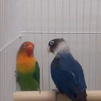 طوطی برزیلی|پرنده|نوشهر, |دیوار