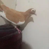 مینا زرد ماده