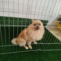 پامرانین روباهی مینی|سگ|نسیم‌شهر, |دیوار