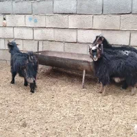 بزغاله شیری بره|حیوانات مزرعه|نجفآباد, حومه نجف آباد|دیوار