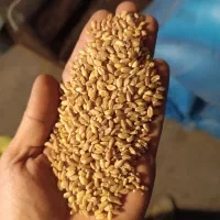 گندم درجه1