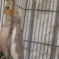 طوطی عروس|پرنده|لاهیجان, گلستان|دیوار