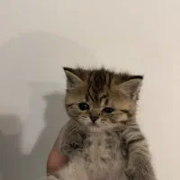 فروش گربه بریتیش اسکاتیش