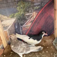 با سلام مقداری کبوتر جوجه و بزرگ