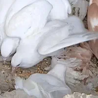 بالا ماده لوتی گمشده امروزدرشهرک