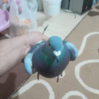 کفتر پلاکی معاوضه هم میکنم با کفتر نر باشه