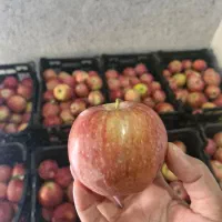 سیب آبدار شرین ارگانیک محصول باغ خودمونه|خوردنی و آشامیدنی|قم, آزادگان|دیوار