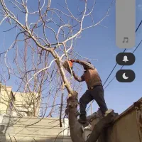 هرس|خدمات باغبانی و درختکاری|گنبد کاووس, |دیوار