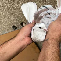 ۷تا کفتر درجه یک برای بلندی|پرنده|تهران, باغ خزانه|دیوار