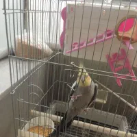 عروس هلندی نر