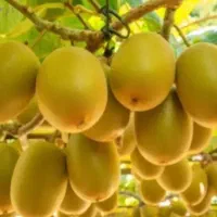 کیوی ۱۱۰