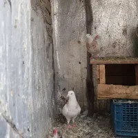 معاوضه طوقی  با جوجه