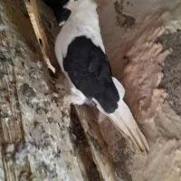 کبوتر|پرنده|سیلوانه, |دیوار