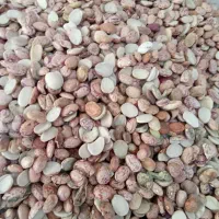 لوبیا چیتی ایرانی