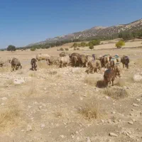 میش|حیوانات مزرعه|شیراز, تلخ داش|دیوار