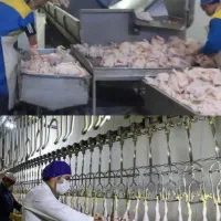 دو نفر خانوم  جهت کار در کشتارگاه مرغ