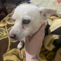 سگ گمشده|حیوانات|سهند, |دیوار