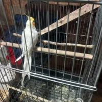 عروس هلندی|پرنده|پاکدشت, پاکدشت (مامازند)|دیوار