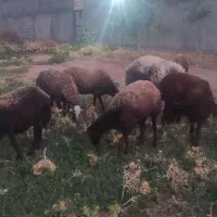 فروختن گوسفند|حیوانات مزرعه|رومشکان, |دیوار