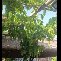 علف زنی علف زن باغبانی سمپاشی