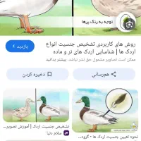 دو اوردک ماده سفید و مشکی