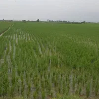 برنج طارم هاشمی|خوردنی و آشامیدنی|تهران, خانی آباد نو شمالی|دیوار