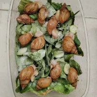 حلزون تخم گذار