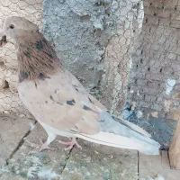 سرور|پرنده|آران و بیدگل, |دیوار