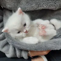 بچه گربه های پرشین