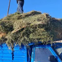 یونجه خاص تمیز وخوش طعم