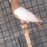 میلیمینز