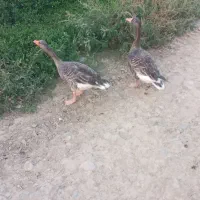 غازنمایی بخون