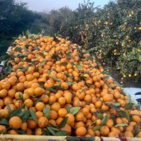 پانصد کیلو نارنگی ژاپنی شیرین و درشت|خوردنی و آشامیدنی|ارطه, |دیوار