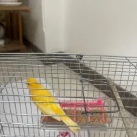 قناری|پرنده|تهران, اوقاف|دیوار