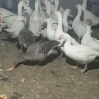 29قاز محلی تخمگذار|حیوانات مزرعه|مریوان, |دیوار