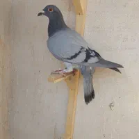 جوجه المانی ، ساده،پولکی دم سفید، دم سبزتهرونی