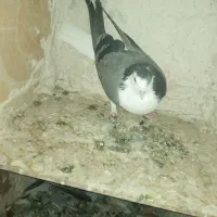 فروش جوشیخی ماده