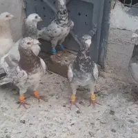 هفت تا هفت رنگ گرفتی