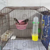 فنج بنگالی صحیح وسلامت|پرنده|پاکدشت, پاکدشت (مامازند)|دیوار