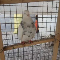 کبوترطوقی خالدار|پرنده|شاهرود, |دیوار