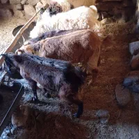 بز وبزغاله فروشی