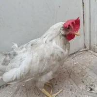 مرغ تخمگذار
