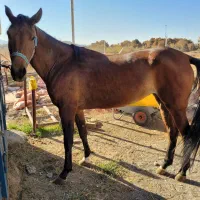 اسب مادیون ایرانی