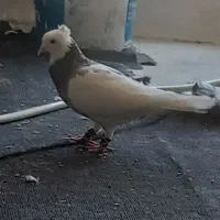 کبوتر طوقی معاوضه