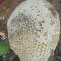 عسل کوهی اصل تازه و درجه یک