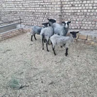 رومانوف نر بره