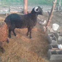 بره نره واکسن خورده|حیوانات مزرعه|قلعه نو, |دیوار