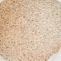 جو دیم درجه یک صادراتی بذری فوری فوری